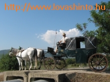 Elveszett Állatok Alapítvány